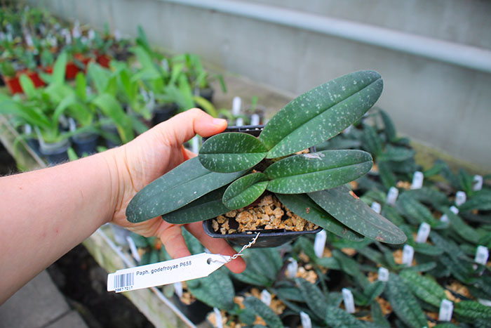 Paphiopedilum godefroyae P658.jpg
