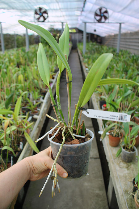 Cattleya maxima semi-alba 'La Pedrena'.jpg