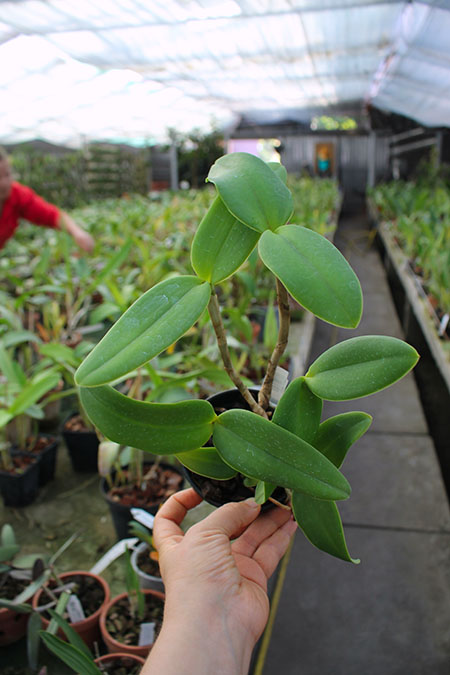 Cattleya intermedia var irrorata.jpg