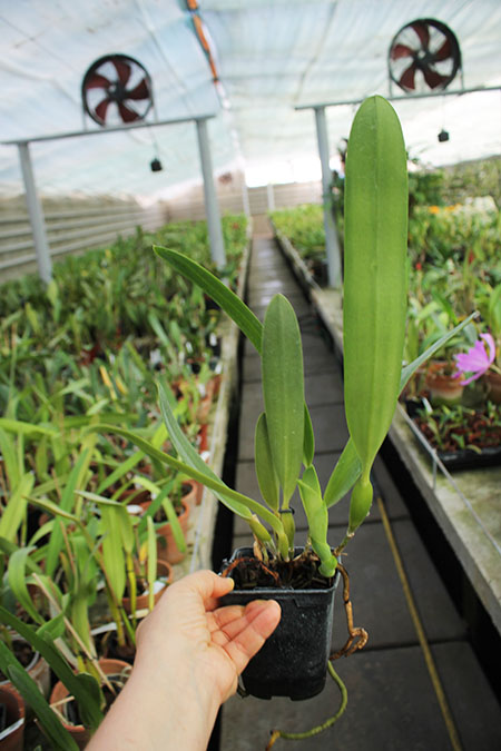 Laelia crispa flamea 'Baronesa' x self.jpg