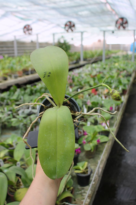 Phalaenopsis Mituo Diamond 'B-B'.jpg