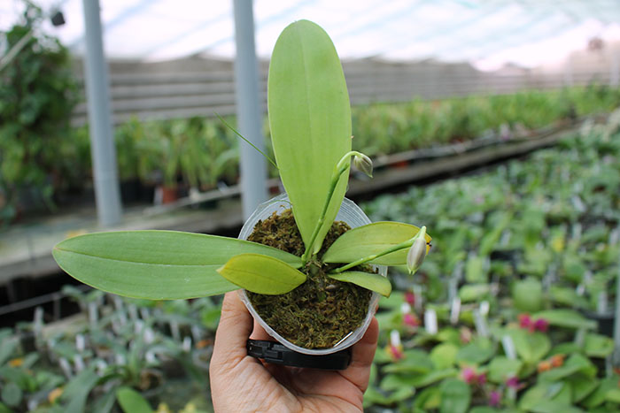 Phalaenopsis YangYang Blue Berry.jpg