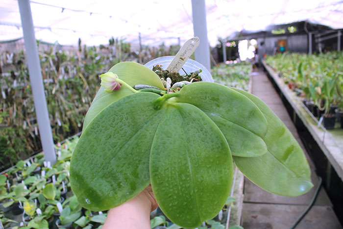 Phalaenopsis Samera 'Chien Lung'.jpg