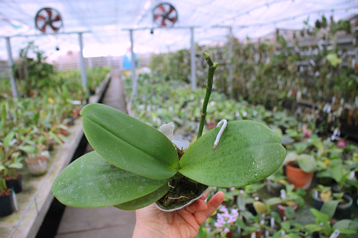 Phalaenopsis Diamond Beauty '1202' x Ld's Bear King 'YK7'.jpg