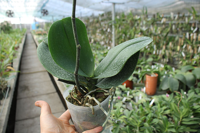 Doritaenopsis I-Hsin Cherry Bomb 'peloric'.jpg