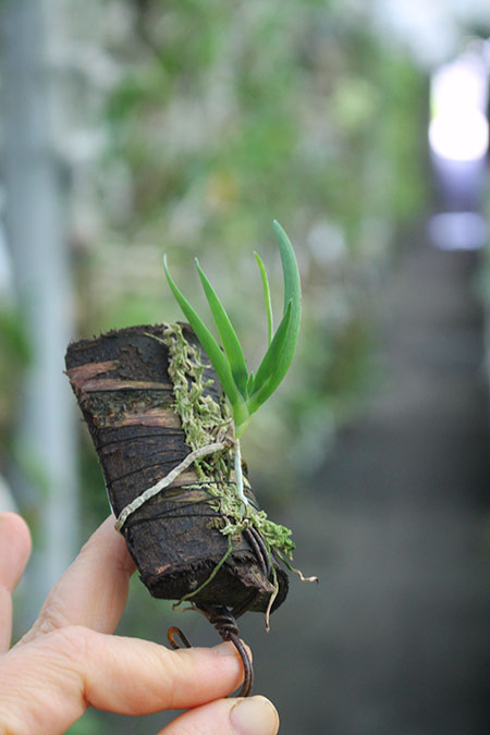 Podangis dactyloceras.jpg