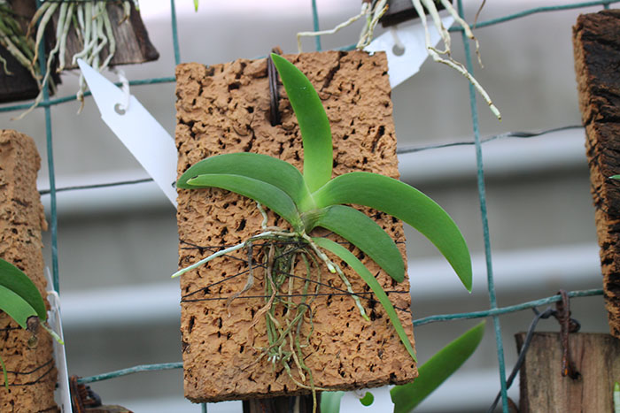 Angraecum leonis.jpg