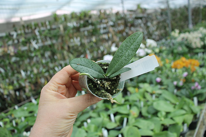 Phalaenopsis lindenii.jpg