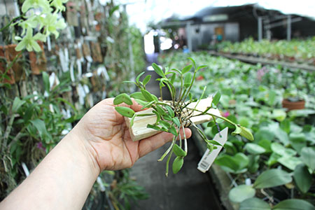 Dendrobium hymenanthum.jpg