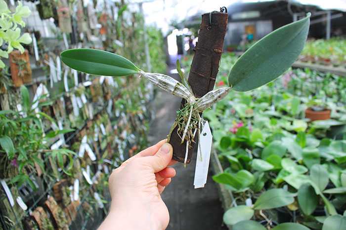 Dendrobium aggregatum.jpg