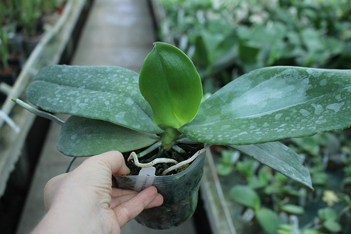 Phalaenopsis Jong's Gigan Cherry 'Prince'.jpg