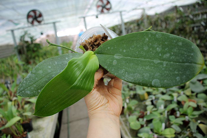 Phalaenopsis Brother Ambo Passion.jpg