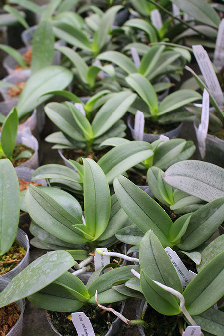 Phalaenopsis Anna-Larati Soekardi x Ascocentrum miniatum.jpg
