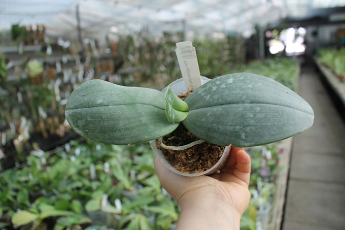 Phalaenopsis gigantea alba 'Ta Wei'.jpg
