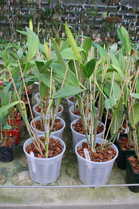 Cattleya Dominiana.jpg