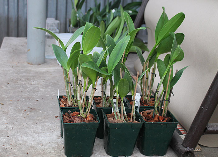 Rhyncholaeliocattleya Waianae Leopard 'Ching Hua'.jpg