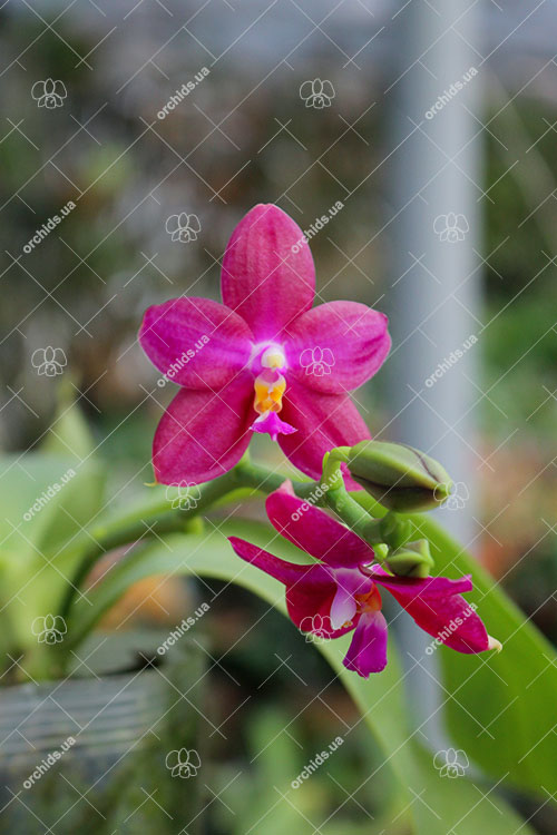 Phalaenopsis Joey x Samera indigo.jpg