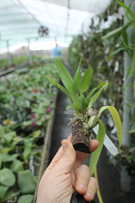 Colmanara Wild Cat 'Bob Cat'.jpg