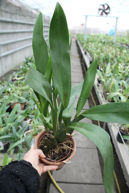 Vuylstekeara Yokara 'Perfection' x Oncidium leucochillum.jpg