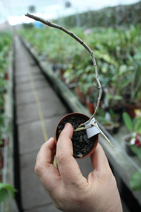 Dendrobium victoria reginae.jpg