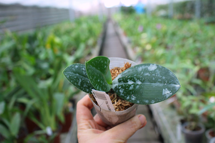 Phalaenopsis kunstleri.jpg