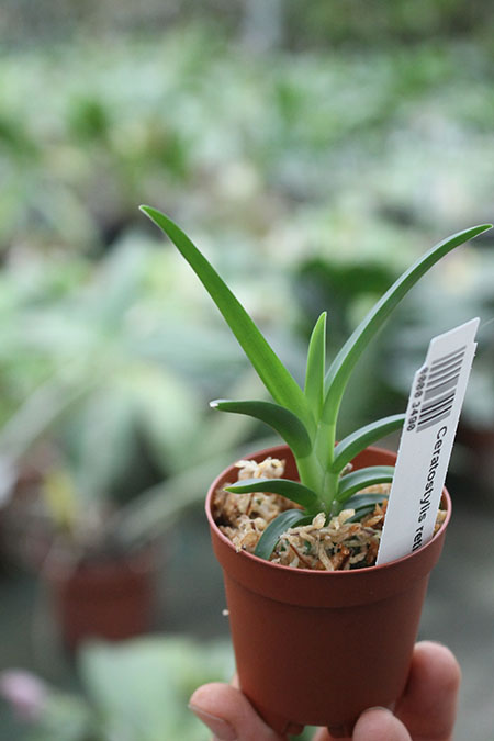 Ceratostylis retisquama.jpg
