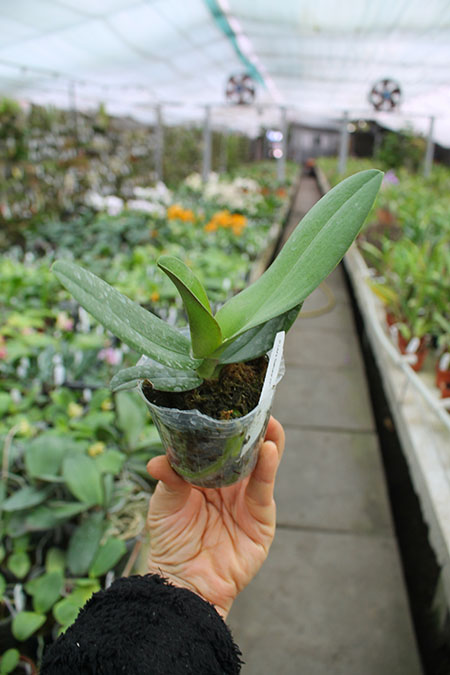 Doritaenopsis Lius Sakura KF.jpg