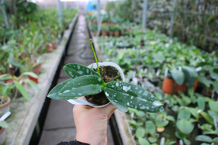 Phalaenopsis equestris.jpg