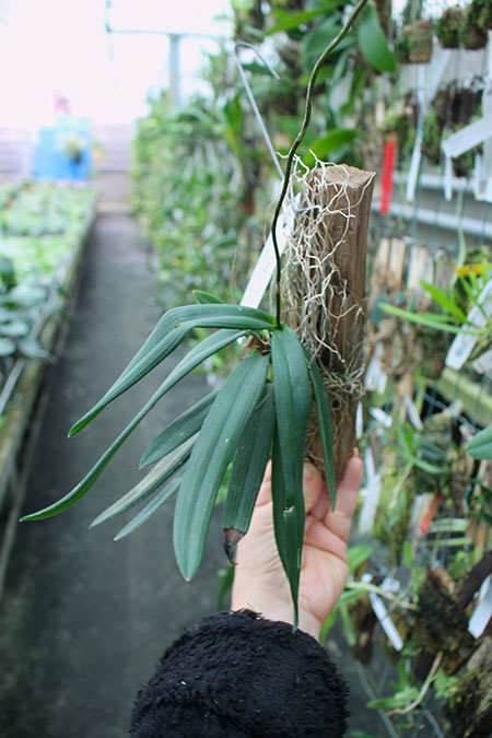 Ionopsis utricularioides.jpg