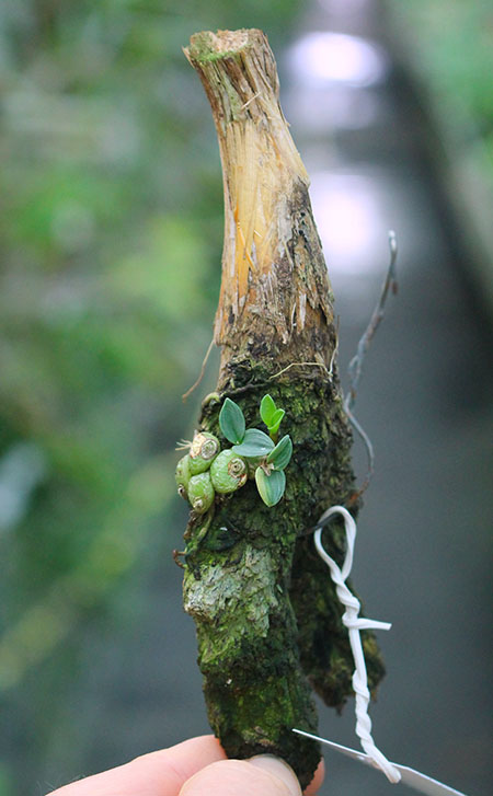 Constantia cipoensis.jpg