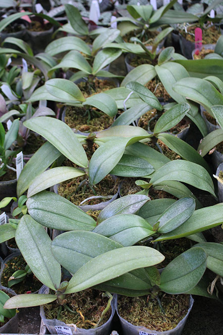Phalaenopsis Lyndon Crystal Schilleriana (Chingruey's Crystal x schilleriana).jpg