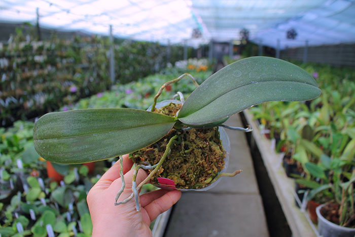 Phalaenopsis Lyndon Bright Sun.jpg