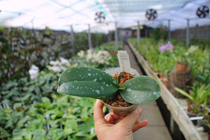 Phalaenopsis Lianher Focus.jpg