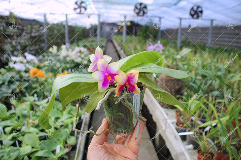 Phalaenopsis Ld's Bear King x Samera.jpg