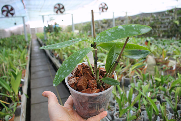 Cattleya forbesii.jpg