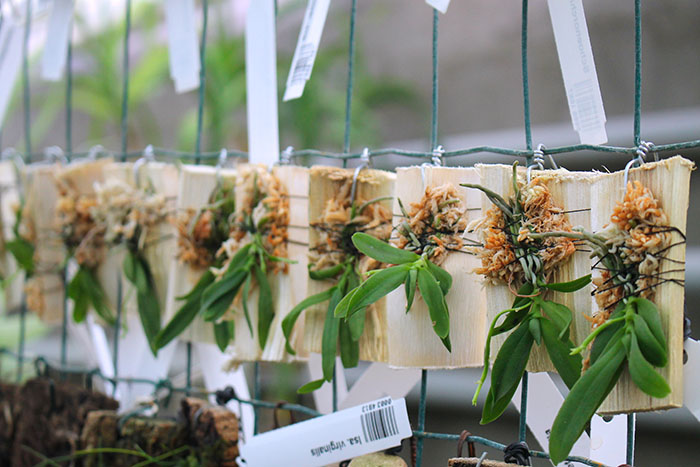 Haraella retrocalla.jpg