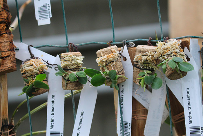 Meiracyllium trinasutum.jpg