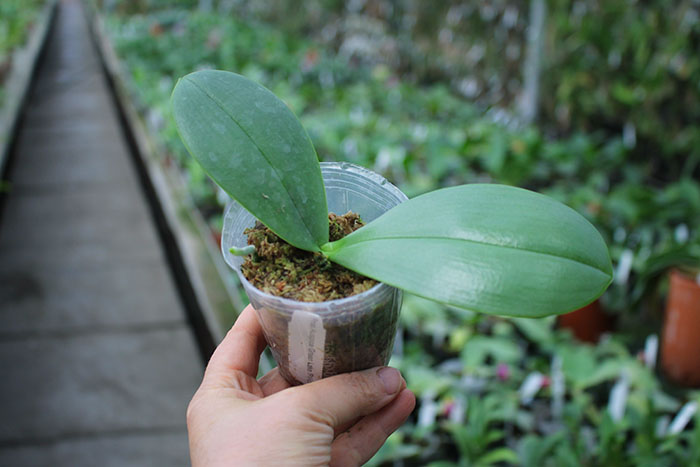 Phalaenopsis Auspice Green Lake 'Prince' (clone).jpg