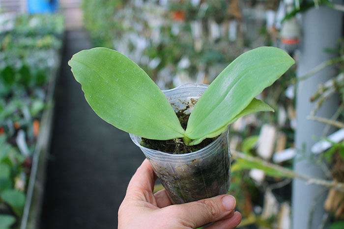 Phalaenopsis YangYang Gigan Cherry ‘#1’.jpg