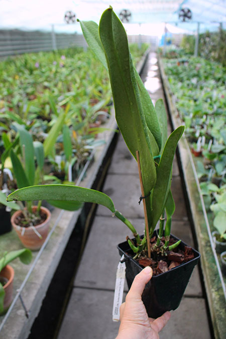 Cattleya dowiana x Brassolaeliocattleya Goldenzelle 'Lemon Chiffon.jpg