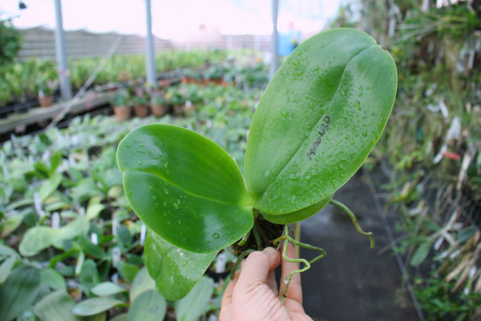 Phalaenopsis Mituo Sun 'Mituo #1' x Ld's Bear King 'RK-1'.jpg