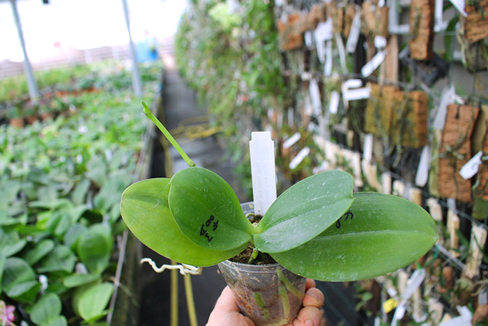 Phalaenopsis Mituo Sun 'Mituo#2' x Mituo King Bellina.jpg