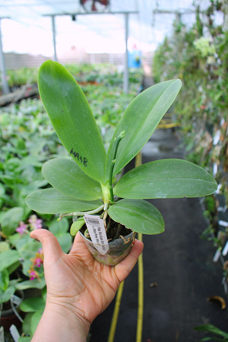 Phalaenopsis Miro Super Star 'Rainbow' x Mituo Prima 'Mituo #1'.jpg