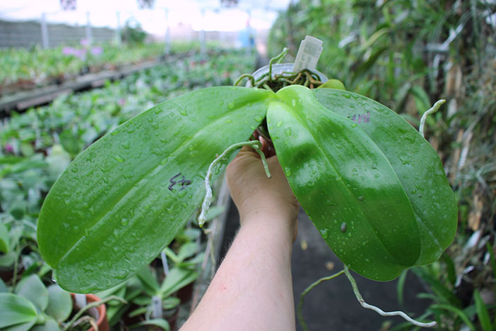 Phalaenopsis Mituo Sun 'Mituo #1' x Ld's Bear King 'YK-10'.jpg
