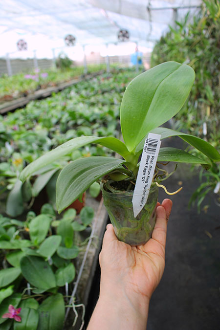 Phalaenopsis Mituo King 'Spider Web' x Black Eagle 'DT'.jpg