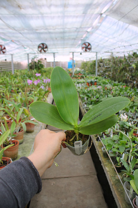 Phalaenopsis CTL Christopher 'Mituo #1'.jpg