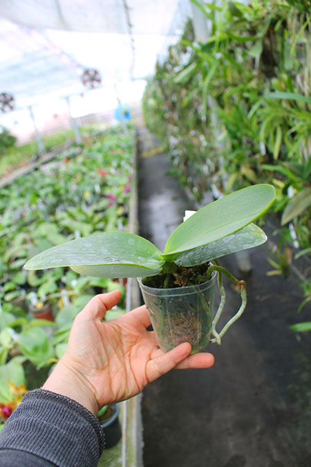 Phalaenopsis Mituo Sun Queen 'Mituo#1'.jpg