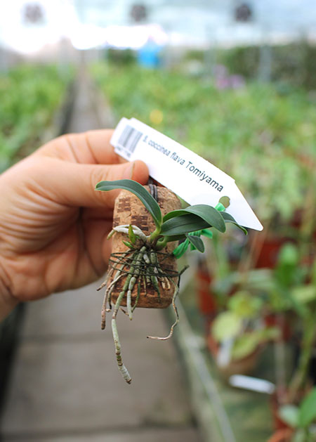 Sophronitis coccinea flava Tomiyama.jpg