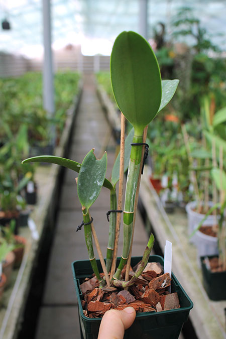 Cattleya Green Emerald 'Orchid Queen' (Cattleya Elizabeth Mahon x Cattleya Thospol Spot).jpg