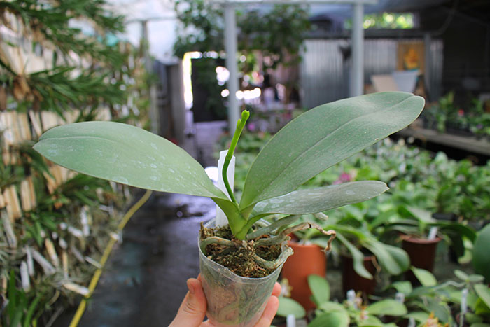 Phalaenopsis Mituo Diamond Canary 'Green Circle'.jpg